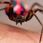 Sonhar com aranha picando – O que significa? Respostas, aqui!